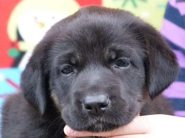 chinook puppy